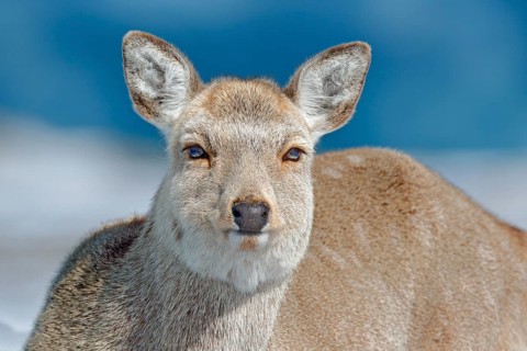 Hokkaido sika deer, detail portrait, in snow meadow, winter mountains and forest in the background.