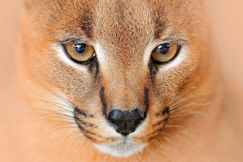 Caracal, African lynx, in green grass vegetation. Beautiful wild cat in nature habitat, Botswana,