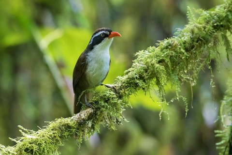 Coral-billed Scimitar Babbler (Pomatorhinus ferruginosus) perched on a branch, Ngoc Linh, Vietnam