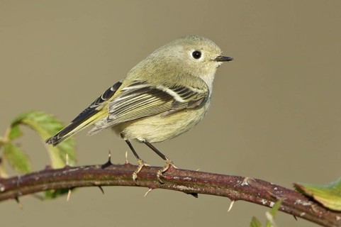 Ruby-crowned Kinglet (Regulus calendula), Texas, USA