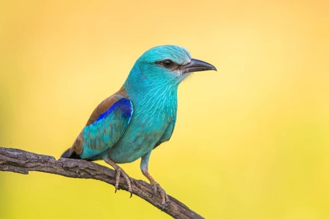 European Roller (Coracias garrulus) perched on a branch, Subotica, Serbia