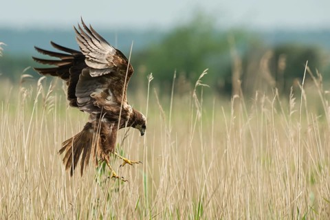 Western Marsh Harrier (Circus aeruginosus) female flying, Schleswig-Holstein, Germany