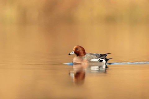 Eurasian Wigeon (Mareca penelope) male, Utrecht, Netherlands