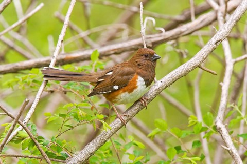 Eastern Towhee Pipilo erythrophthalmus Blue Ridge Parkway, North Carolina, United States 9 May