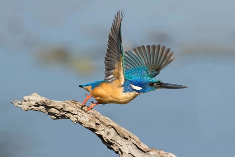 Kobalt Ijsvogel wegvliegen, half-collared kingfisher flying off