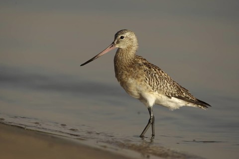 Black-tailed Godwit (Limosa limosa), Banc d'Arguin National Park, Mauritania