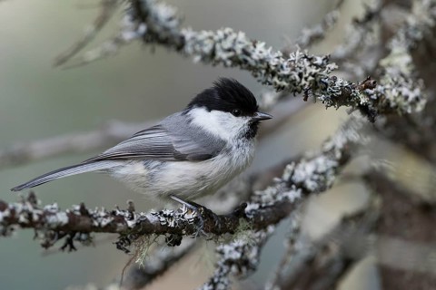 Willow Tit - Weidenmeise - Poecile montanus ssp. uralensis, Russia (Ural)