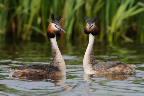 Great Crested Grebe (Podiceps cristatus), Texel, Netherlands