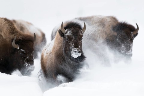 American Bison (Bos bison) tree adult close-up in deep snow, Yellowstone National Park, Wyoming,