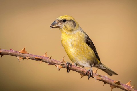 Red Crossbill (Loxia curvirostra) female perched on a branch, Aragon, Spain