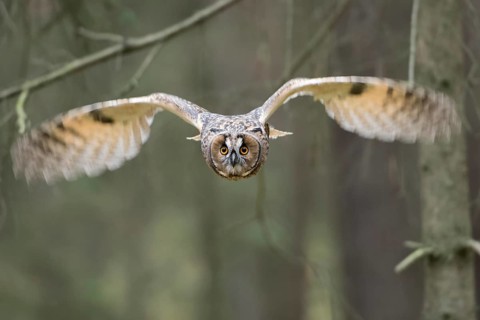 Indian Eagle-Owl (Bubo bengalensis) flying, Bavaria, Germany
