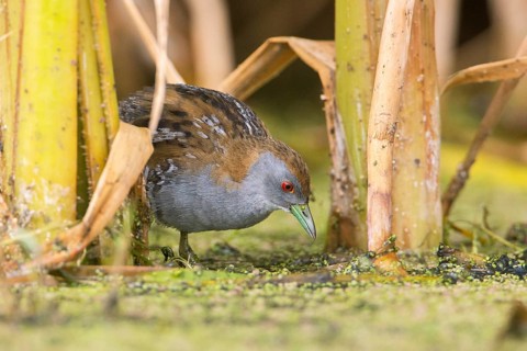 Baillon's Crake (Porzana pusilla palustris) foraging, Victoria, Australia