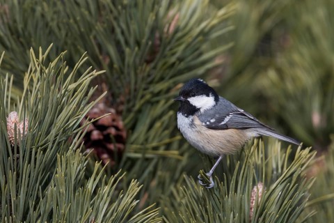 Coal Tit - Tannenmeise - Parus ater ssp. vieirae, Spain, adult