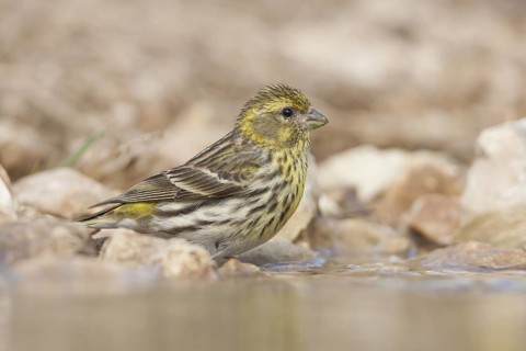 Serin - Girlitz - Serinus serinus: Croatia; Female adult