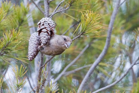 Common Crossbill - Fichtenkreuzschnabel - Loxia curvirostra ssp. polyogyna, Morocoo, adult female