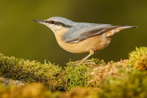 Eurasian Nuthatch (Sitta europaea), over moss, Castilla Leon, Spain