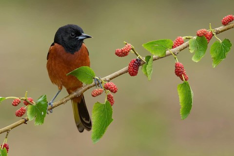 Orchard Oriole (Icterus spurius) male perched on a twig, Texas, USA