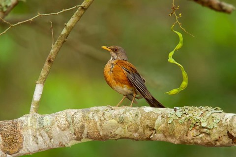 Rufous-backed Robin Turdus rufopalliatus El Tuito, Jalisco, Mexico 9 June Adult Turdidae