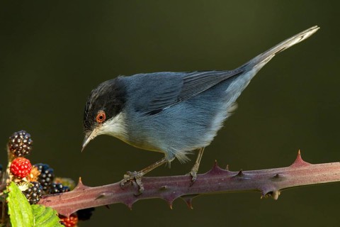 Sardinian Warbler (Sylvia melanocephala) male feeding on blackberries, Castile-La Mancha, Spain