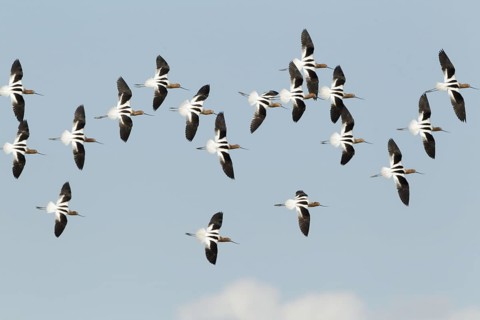 American Avocet (Recurvirostra americana) flying, California, USA