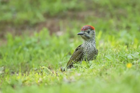 European Green Woodpecker (Picus viridis) juvenile, Rhineland-Palatinate, Germany