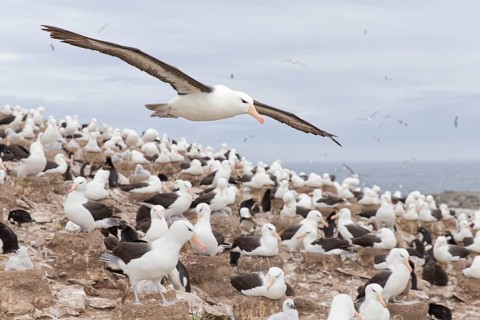 Black-browed Albatross (Thalassarche melanophris) flying over colony, Steeple Jason Island,