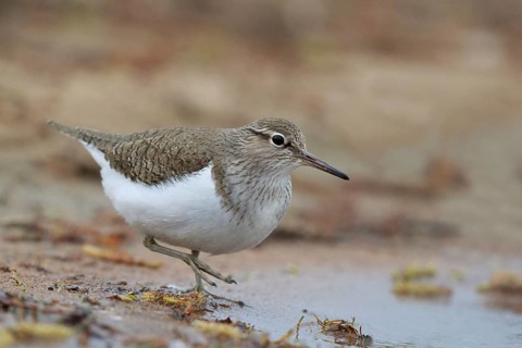 Common Sandpiper (Actitis hypoleucos) foraging, North Rhine-Westphalia, Germany
