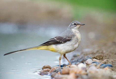 Grey Wagtail (Motacilla cinerea) at a waterhole, Aosta Valley, Italy
