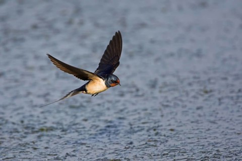 Barn Swallow (Hirundo rustica) flying, Lesvos, Greece