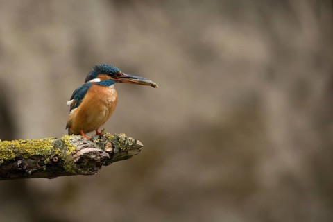 Ijsvogel vrouw met vangst, Kingfisher female with catch