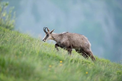 Chamois (Rupicapra rupicapra) adult climbing in alpine meadow, France