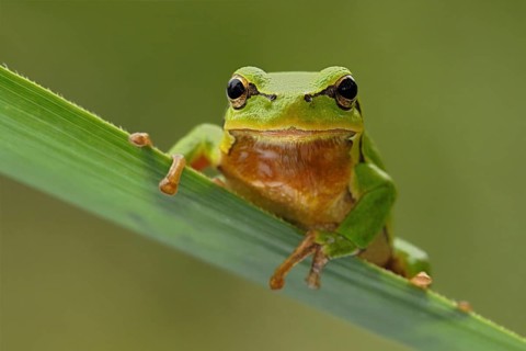 European Tree Frog (Hyla arborea) perchend on leaf, North Rhine-Westphalia, Germany