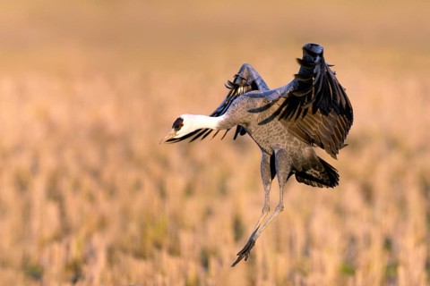 Hooded Crane (Grus monacha) landing, Arasaki, Japan
