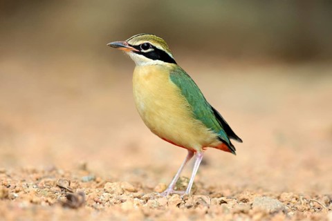 Indian Pitta (Pitta brachyura) perched on the ground, Kerala, India