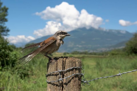 Red-backed Shrike (Lanius collurio) male perched on a post, Aosta Valley, Italy