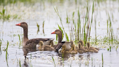 Greylag Goose (Anser anser) pair with chicks, Lower Saxony, Germany