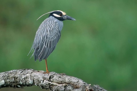 Yellow-crowned Night Heron (Nyctanassa violacea), Texas, USA