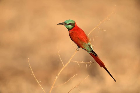 Northern Carmine Bee-eater (Merops nubicus), Aledeghi National Park, Ethiopia
