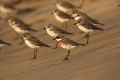 Lesser Sand Plover (Charadrius mongolus), Sri Lanka