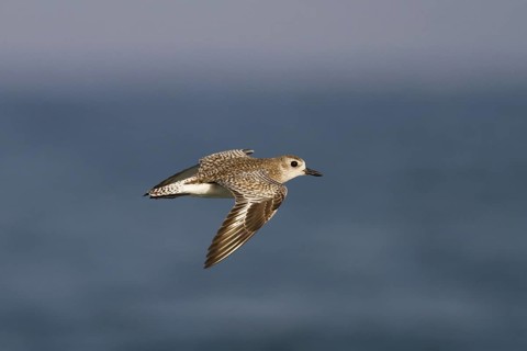 Grey Plover (Pluvialis squatarola) flying, Oman