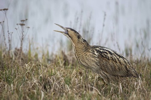 Eurasian Bittern (Botaurus stellaris) calling, Burgenland, Austria
