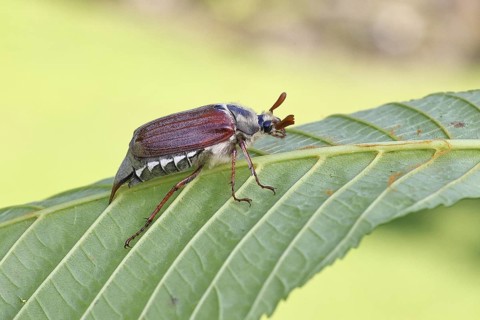 May beetle, wood cockchafer (Melolontha hippocastani), male, on leaf of a horse chestnut (Aesculus