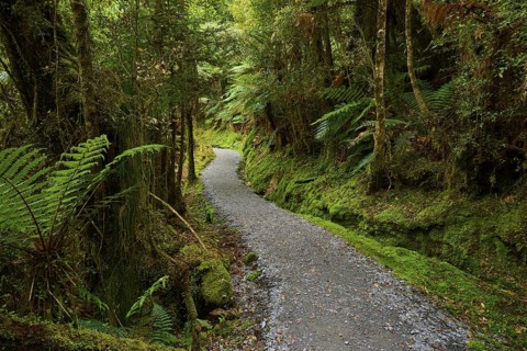 A narrow path winds through a green, moss-covered forest, summer, Lake Matheson, Fox Glacier, South