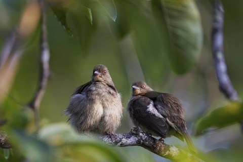 Red-eyed Bulbul (Pycnonotus brunneus), Sandakan, Sabah, Malaysia