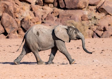Juvenile African elephant (Loxodonta africana), desert elephant, near the Ugab River, Damaraland,