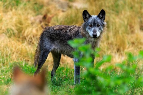 A black wolf stands at attention in an open meadow, Timberwolf, wolf, American wolf, (Canis lupus