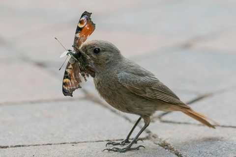 A common redstart (Phoenicurus ochruros), female, holding a butterfly, peacock butterfly (Inachis