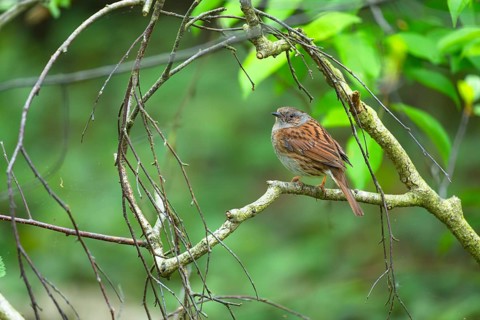 A dunnock (Prunella modularis) sitting on a branch, animal photo, bird, bird species, nature photo,