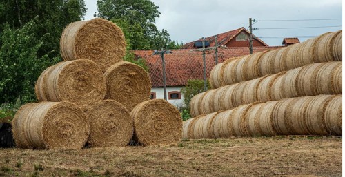 Storage of round straw bales in Skurup municipality, Skåne county, Sweden, Scandinavia