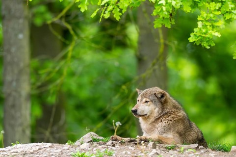 Eastern wolf (Canis lupus lycaon) lying on a little hill, Bavaria, Germany
